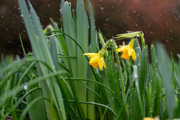 Early Spring - Free image #504011