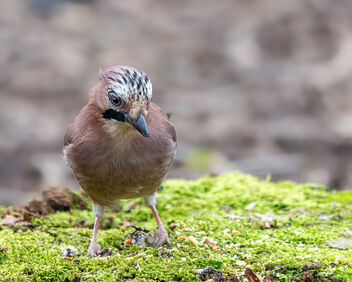 A Jay on a tree stump - Kostenloses image #504471