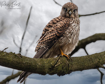 Kestrel up in the trees - Free image #504861