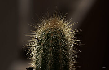 Cactus - Kostenloses image #505141