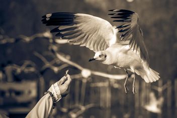 Woman feeding seagull - Free image #136351