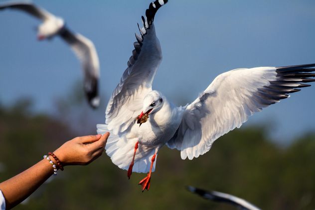 Girl's hand feeding seagull - бесплатный image #136361