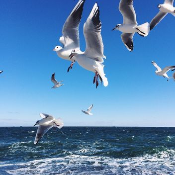 Flying seagulls - Free image #136411