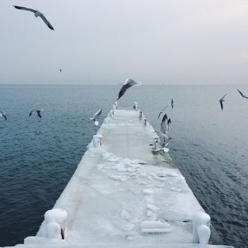 Flying seagulls - Free image #136421