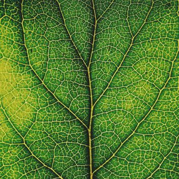 Green leaf texture - image #136471 gratis