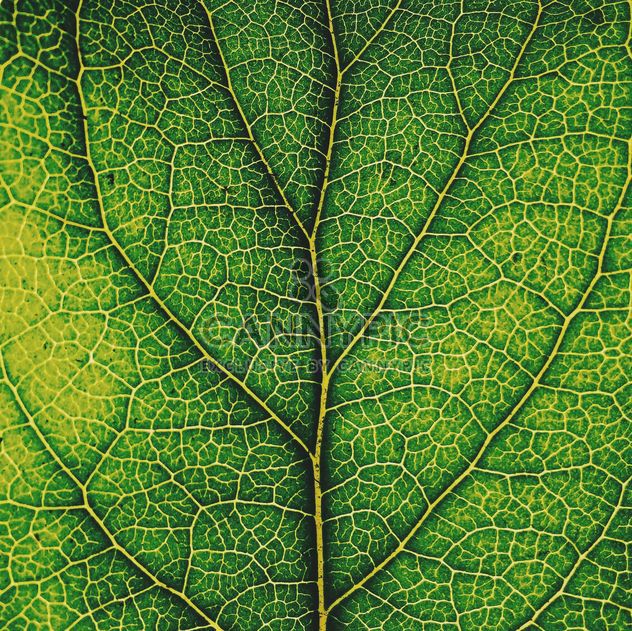 Green leaf texture - Free image #136471