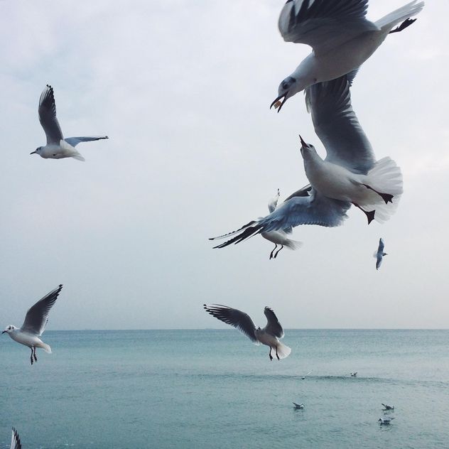 Seagulls fighting for food - image #136481 gratis