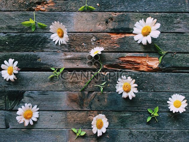 Daisies on wooden background - бесплатный image #136601
