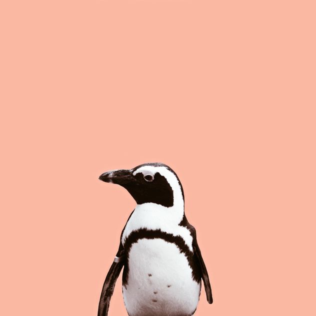 cutie penguin - Kostenloses image #136611