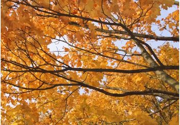 Autumn Trees Wallpaper - Kostenloses vector #146321