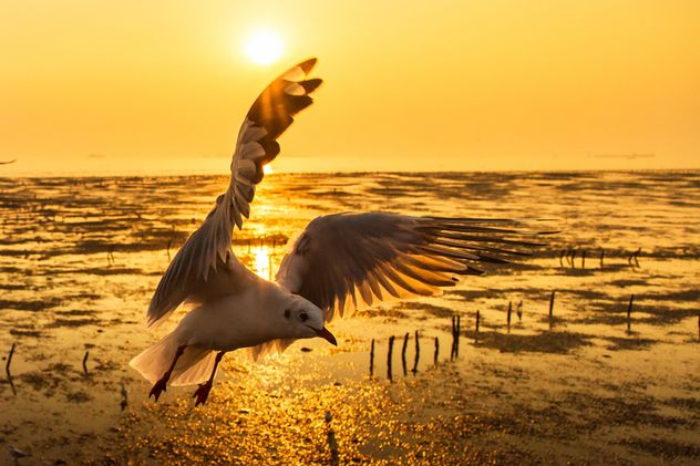 Seagull flying in twillight sky - image #147921 gratis