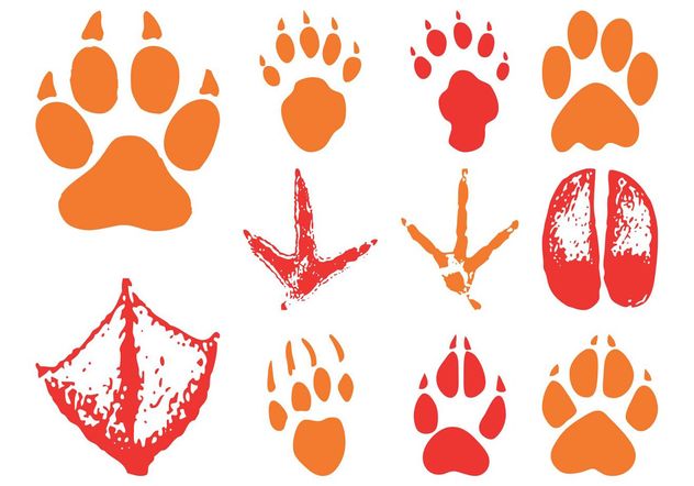 Animal Footprints - Free vector #157751