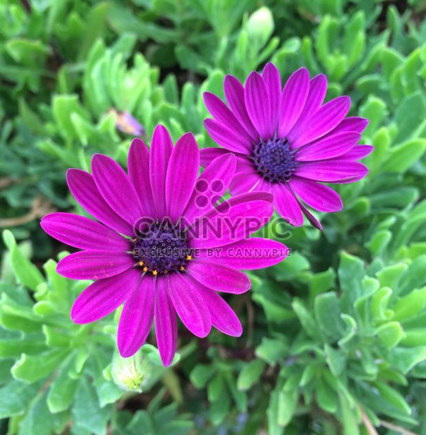 Close-up of violet flowers - бесплатный image #182761