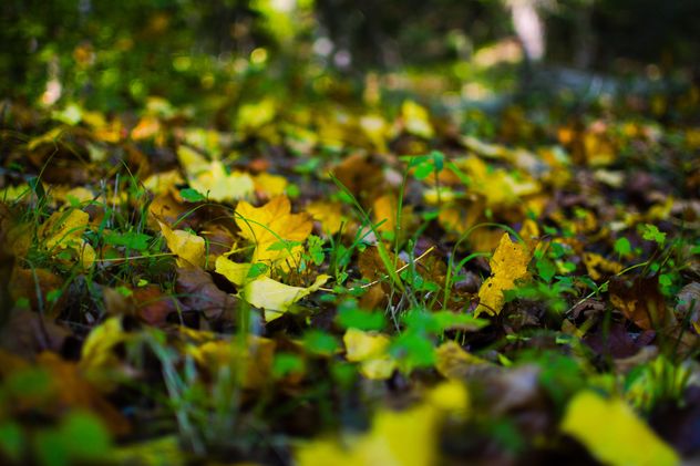 Fallen autumn leaves on green grass - image gratuit #182771 