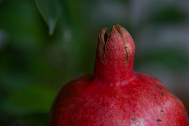 Pomegranate close up - Free image #182781