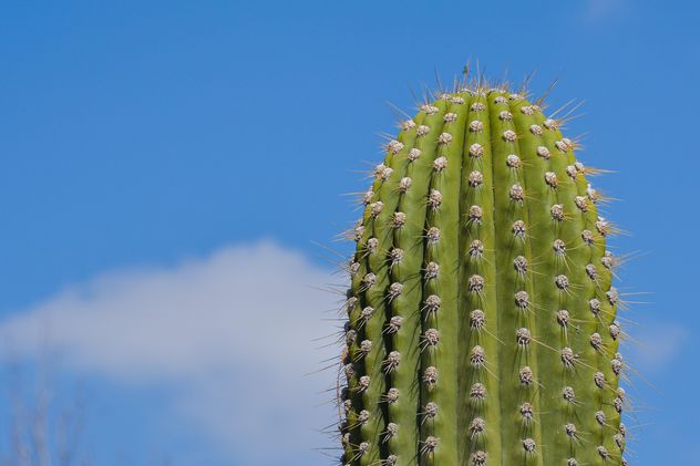 Very big cactus - image #182841 gratis