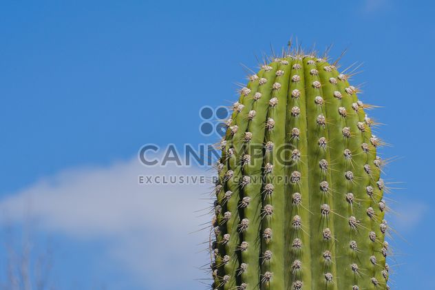 Very big cactus - image #182841 gratis