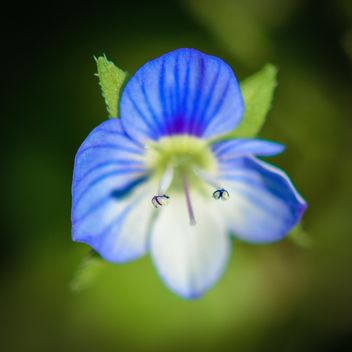 Blue spring flower - Free image #182861