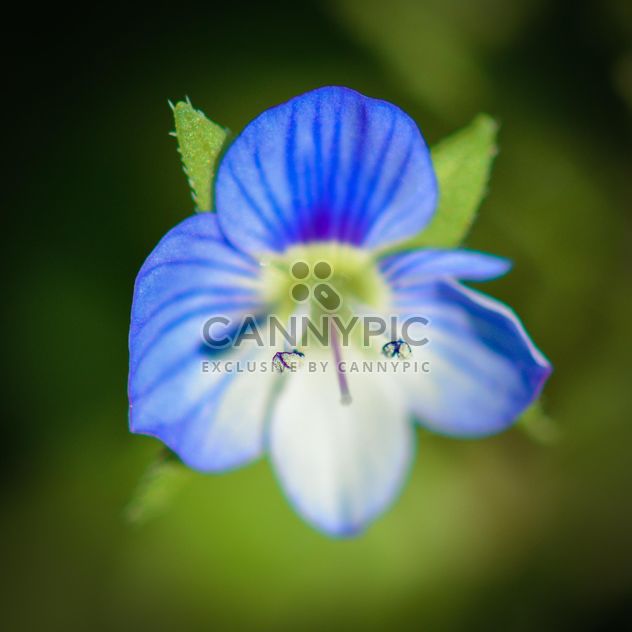 Blue spring flower - image #182861 gratis