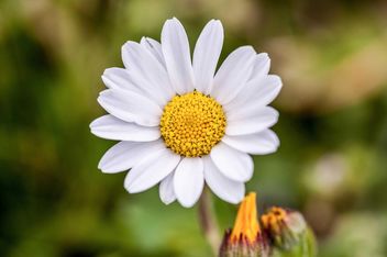 White daisy flower - image #183041 gratis