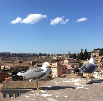 seagulls on roof - Kostenloses image #183091