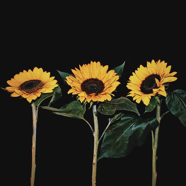 Sunflowers on black background - image gratuit #183261 
