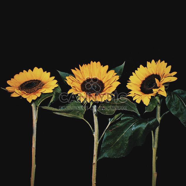 Sunflowers on black background - Free image #183261