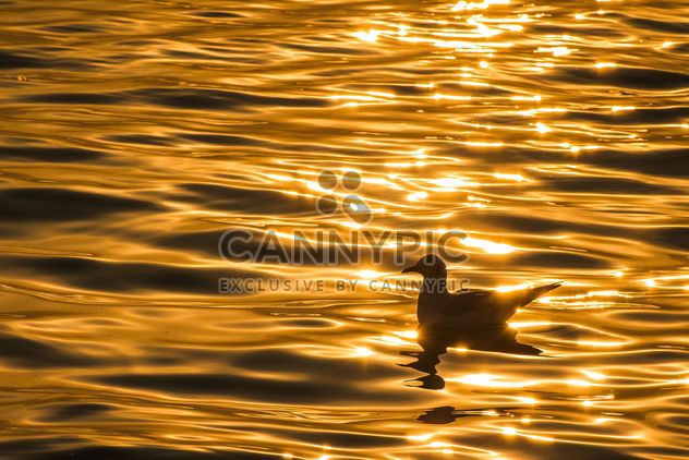Golden sunset on a sea - image #183501 gratis