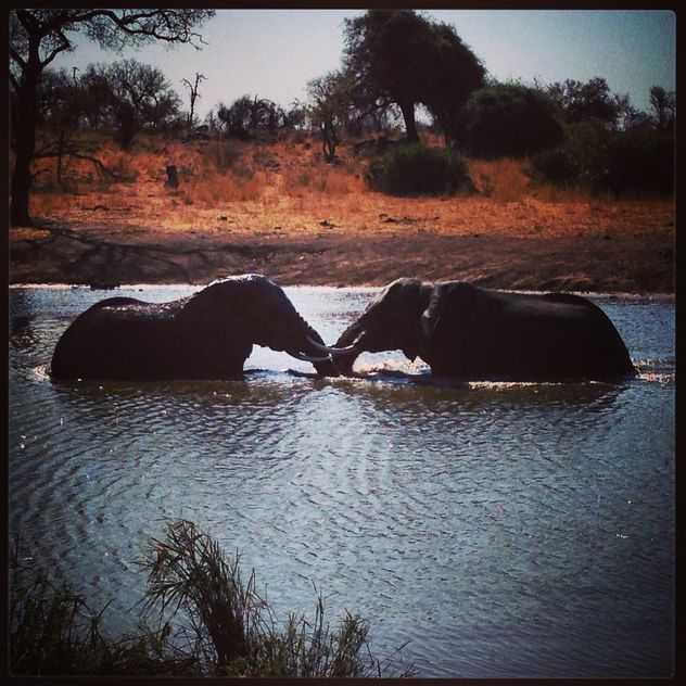 Two African elephants - image gratuit #183591 