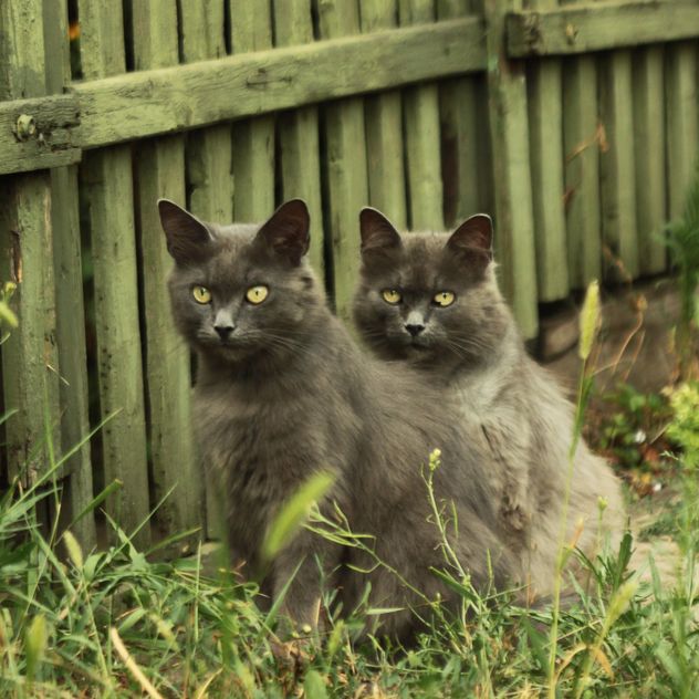 Two gray cats near wooden fence - Kostenloses image #183751