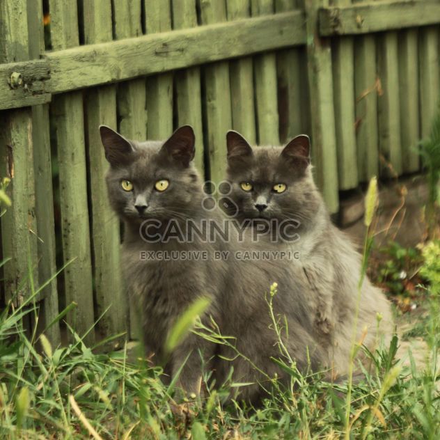 Two gray cats near wooden fence - image #183751 gratis