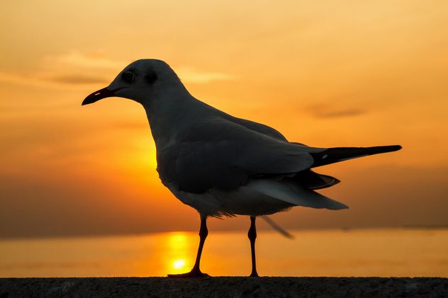 Seagull at sunset - Free image #183901