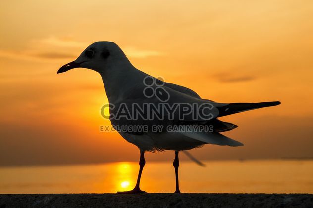 Seagull at sunset - бесплатный image #183901