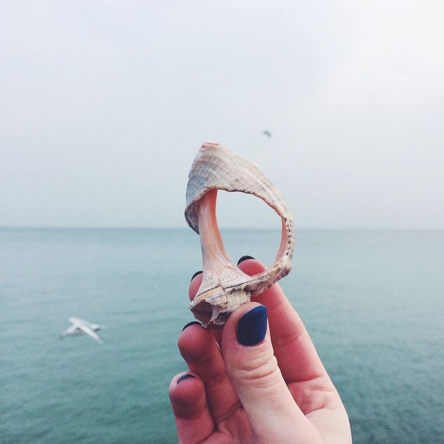 Seashell on the background of the sea - Kostenloses image #184121