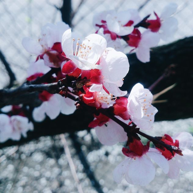 Cherry tree blossom - Free image #184461