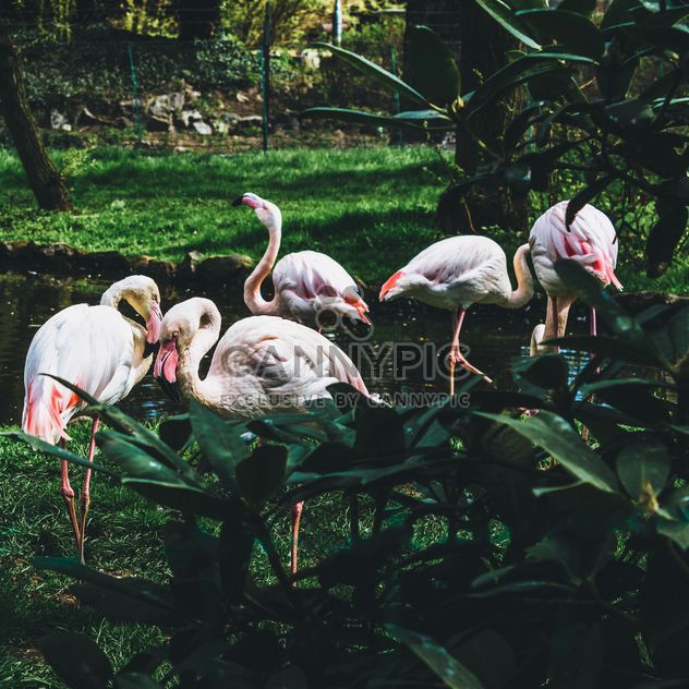 Five pink flamingos - image #184571 gratis