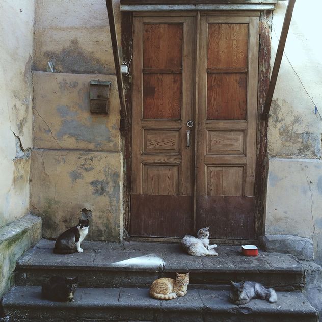 Five cats in front of the door - бесплатный image #184591