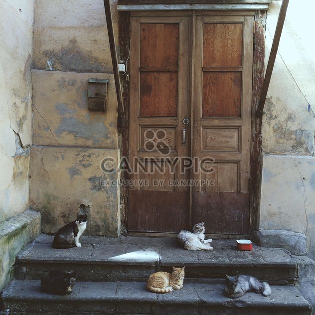 Five cats in front of the door - Free image #184591