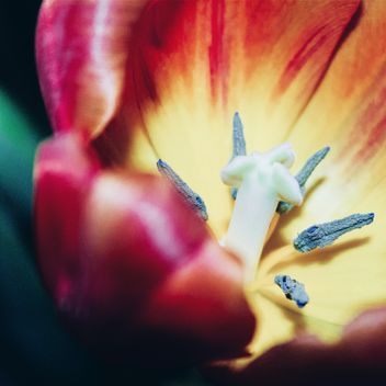 Tulip macro - Kostenloses image #184601