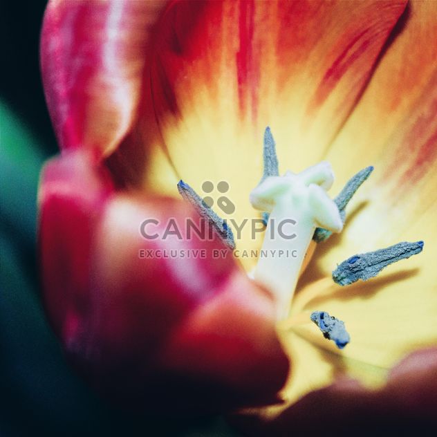 Tulip macro - бесплатный image #184601