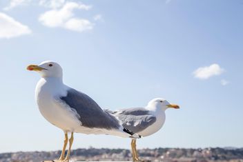 Two seagulls - Kostenloses image #185931