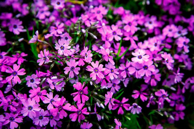 Small purple flowers in flowerbed - image #186161 gratis