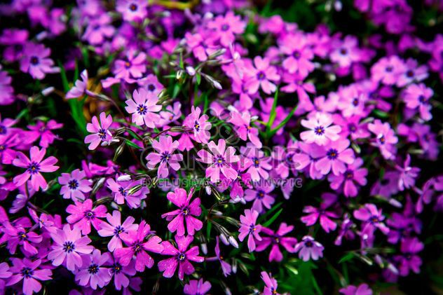 Small purple flowers in flowerbed - бесплатный image #186161
