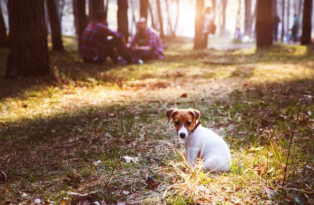 Small puppy in forest - Free image #186191