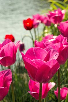 Pink tulips in garden - Free image #186751