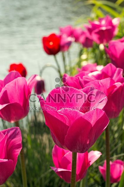 Pink tulips in garden - image #186751 gratis