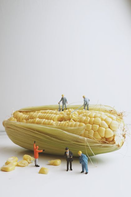 Miniature people working with corn - бесплатный image #187131