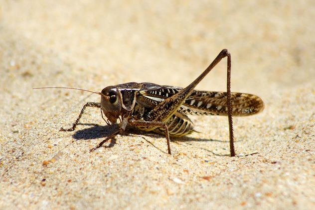 Close-up of locust on sand - Free image #187761