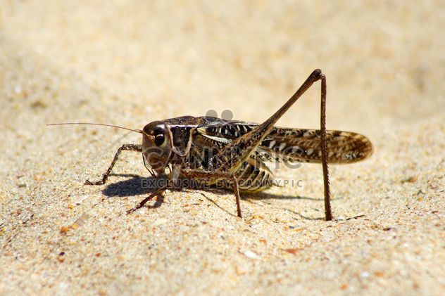 Close-up of locust on sand - image #187761 gratis