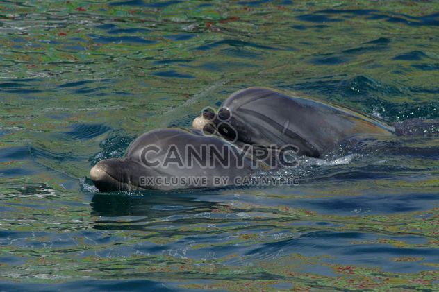 Dolphins in dolphinarium pool - бесплатный image #187771